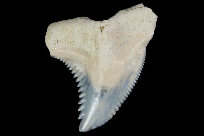 Fossil Shark Tooth (Hemipristis) - Bone Valley, Florida #113851